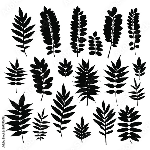 Black imprints of leaves on a white background. Set of silhouette leaves. Vintage elements (herbs, leaves, branches). Botanical illustrations are ideal for invitations, cards, quotes, frames.