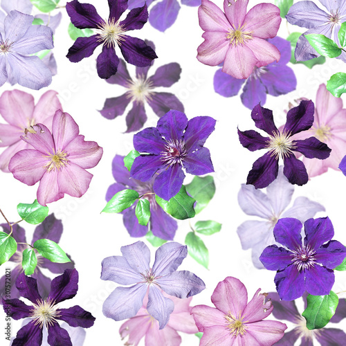 Beautiful floral background of pink and purple clematis. Isolated