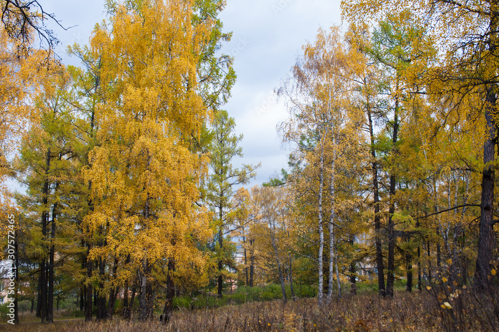 autumn in the forest