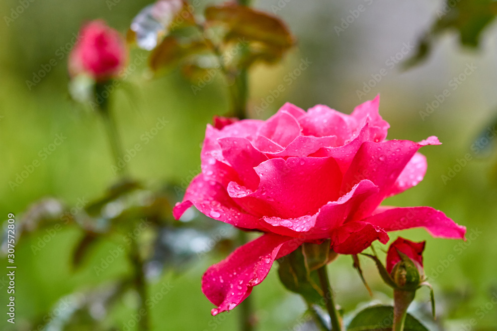 Red rose flower with raindrops on a summer day in the village garden. Closeup, selective focus