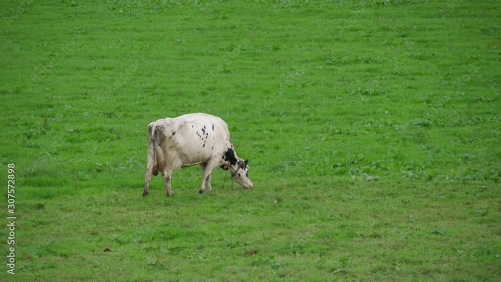 Dairy cows grazing in green field in azores portugal Dairy cows grazing in green field in azores portugal