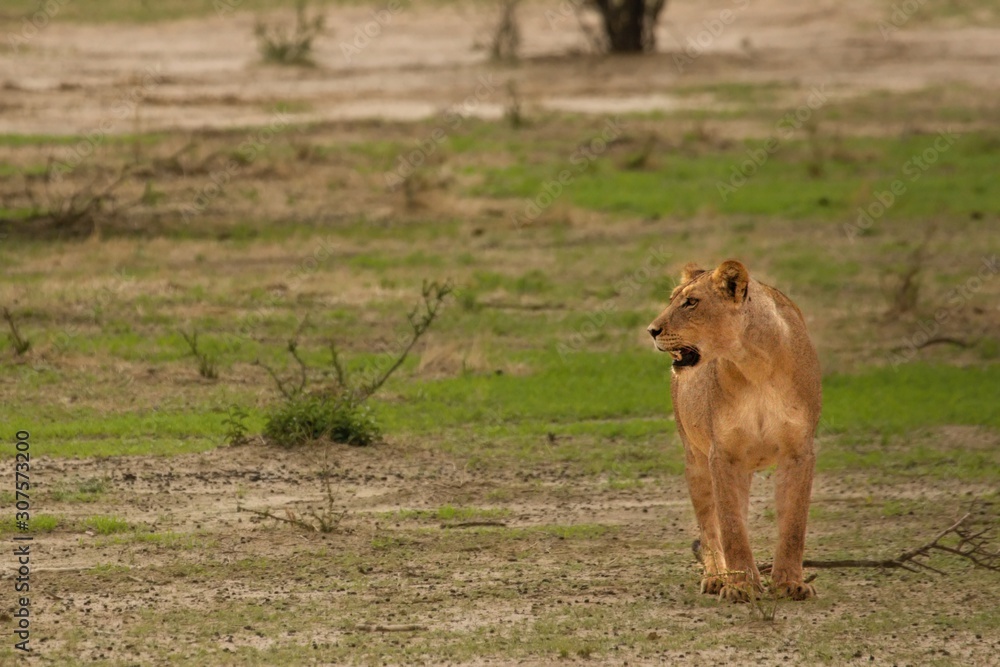 Lioness (Panthera leo) going straight at camera in Kalahari Desert and looking for her pride. Break before hunt. Lioness (Panthera leo) going straight at camera in Kalahari Desert and looking for her pride. Break before hunt.