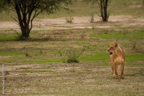 Lioness (Panthera leo) going straight at camera in Kalahari Desert and looking for her pride.