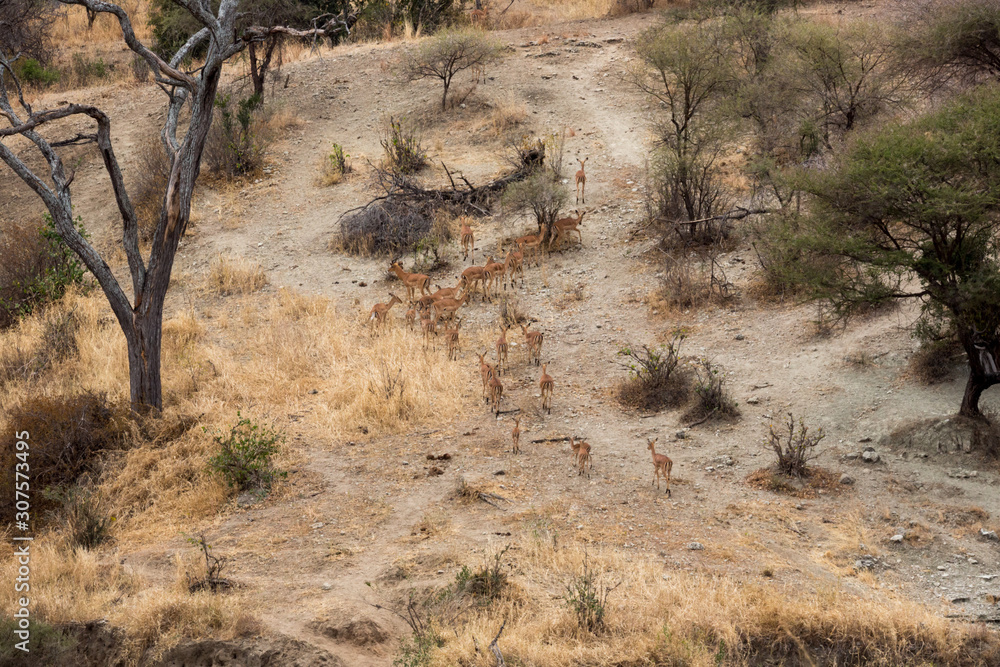 Naklejka premium Impalaherde in der Serengeti