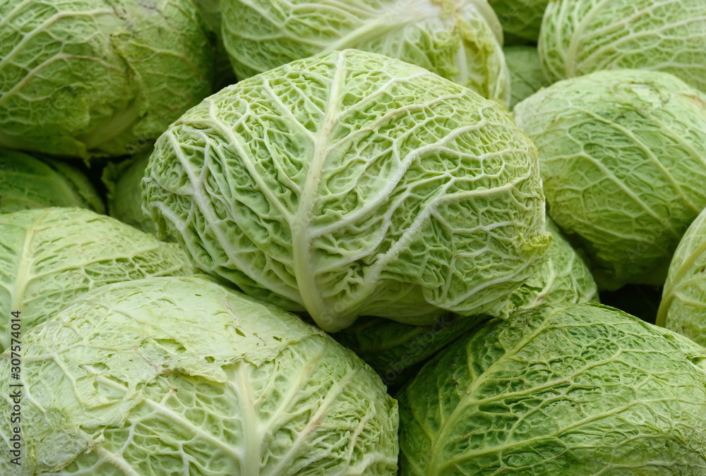 Cabbage on the market background. Fresh cabbage from farm field. Close up macro view of green cabbages. Vegetarian food concept. Brassica oleracea Cabbage on the market background. Fresh cabbage from farm field. Close up macro view of green cabbages. Vegetarian food concept. Brassica oleracea