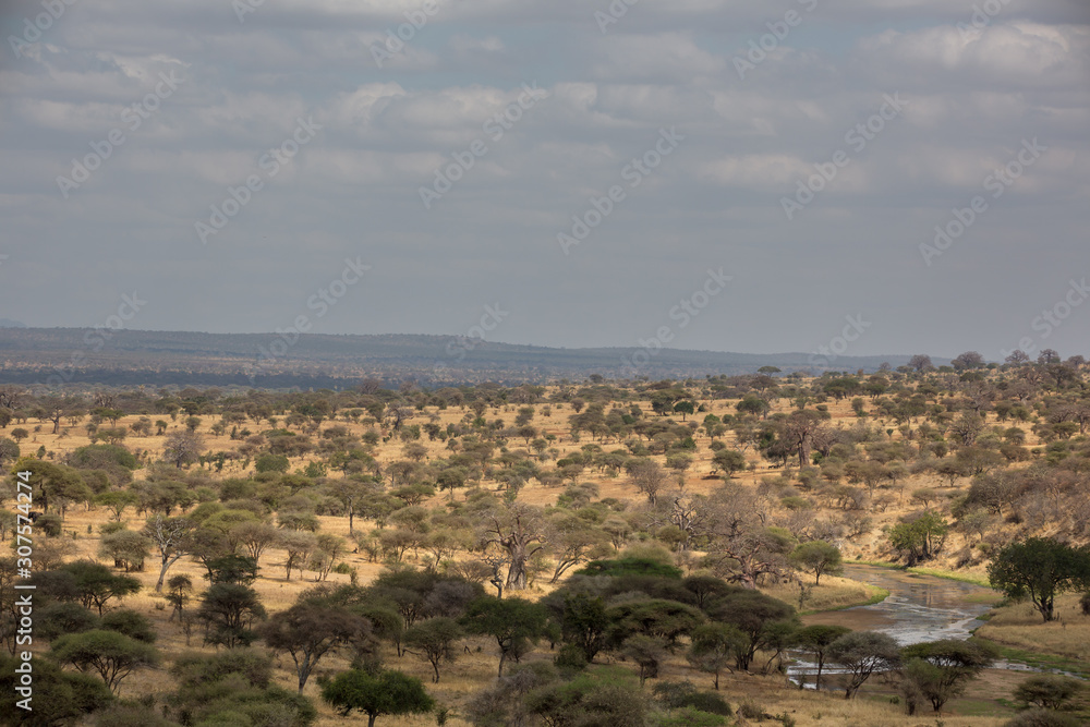 Obraz premium Tarangire Nationalpark – Tansania - Afrika