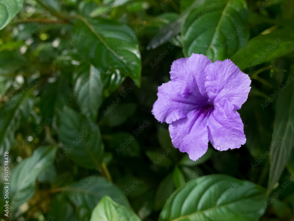The purple flower and green leaves in garden The purple flower and green leaves in garden