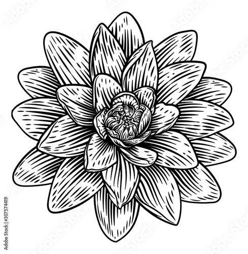 A lotus flower water lilly in a woodcut engraved etching retro style