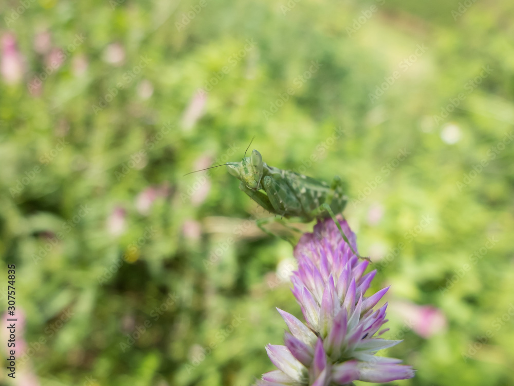 purple flower and blur background in the green and fresh garden purple flower and blur background in the green and fresh garden