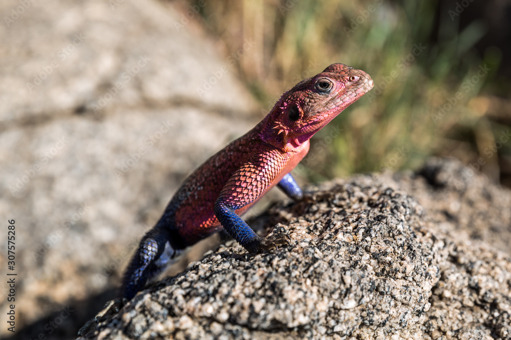 Siedleragame (Agama agama) Siedleragame (Agama agama)