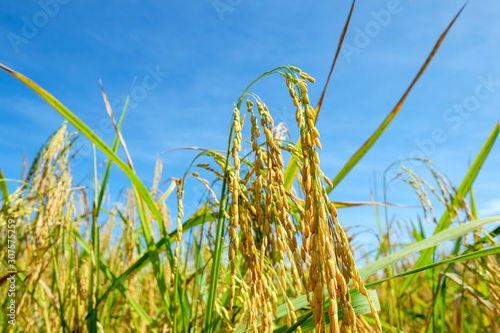 Golden colour padi field. Padi closeup. 