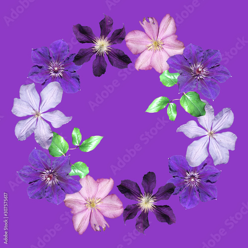 Beautiful floral circle of pink and purple clematis. Isolated