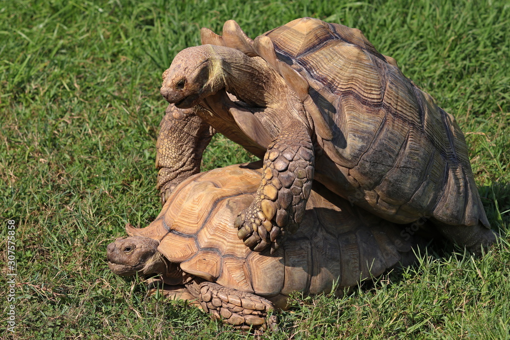 Fototapeta premium Turtle pairing on the grass
