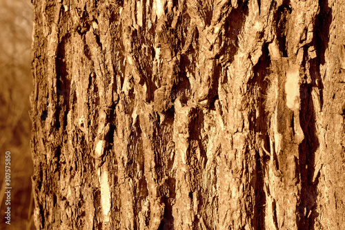 Old tree bark on a sunny day close-up. Abstract natural background brown color toned