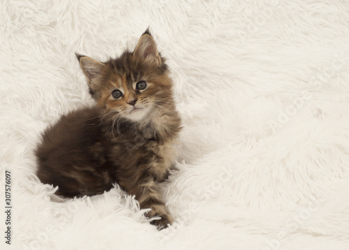Little beautiful healthy kitten with blue eyes. Maine Coon breed On a white fur background © Екатерина Склярова
