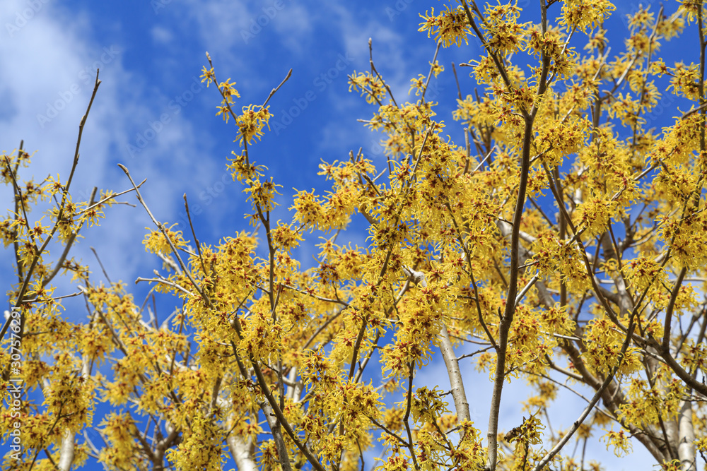 マンサクの花 マンサクの花