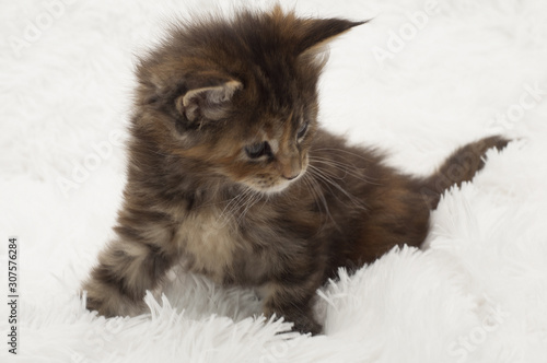 Little beautiful healthy kitten with blue eyes. Maine Coon breed On a white fur background