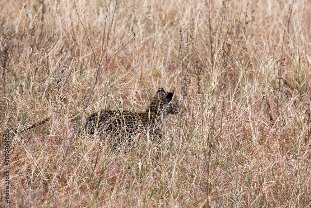 Leopard (Panthera pardus) Leopard (Panthera pardus)
