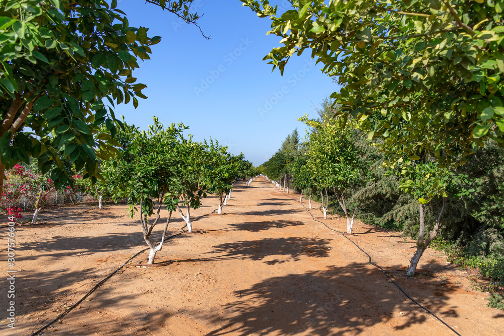 Citrus orchard with ripe fruits on a background of blue sky Citrus orchard with ripe fruits on a background of blue sky