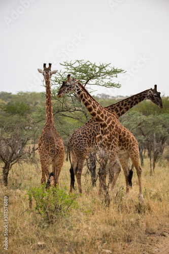 Giraffe  Giraffa 
