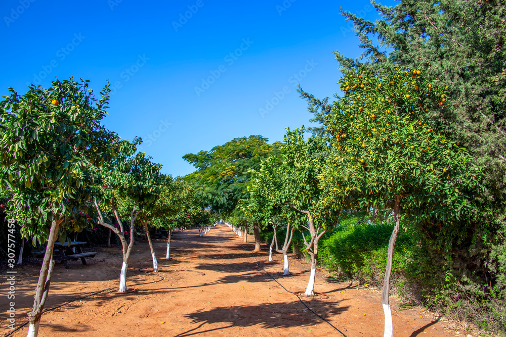 Citrus orchard with ripe fruits on a background of blue sky Citrus orchard with ripe fruits on a background of blue sky