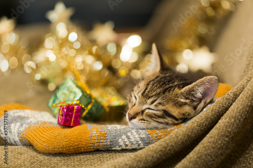 子猫 クリスマス