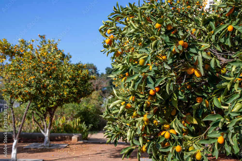 Citrus orchard with ripe fruits on a background of blue sky