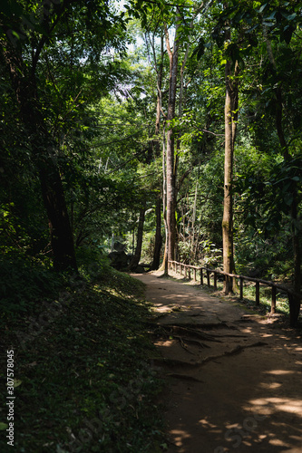The path to deep green forest