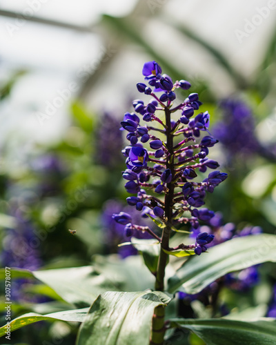 blue flowers in the garden