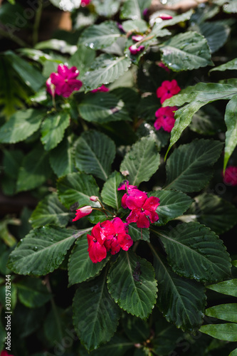 red flowers and green leaves in garden