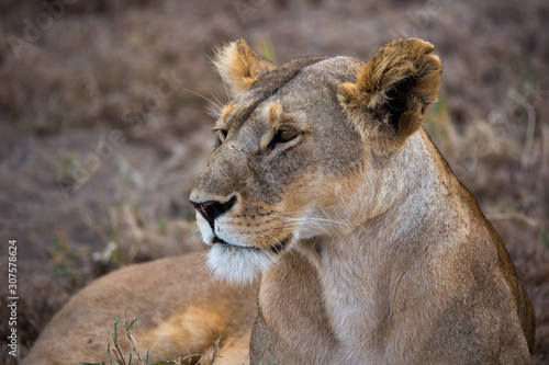 Löwe (Panthera leo)