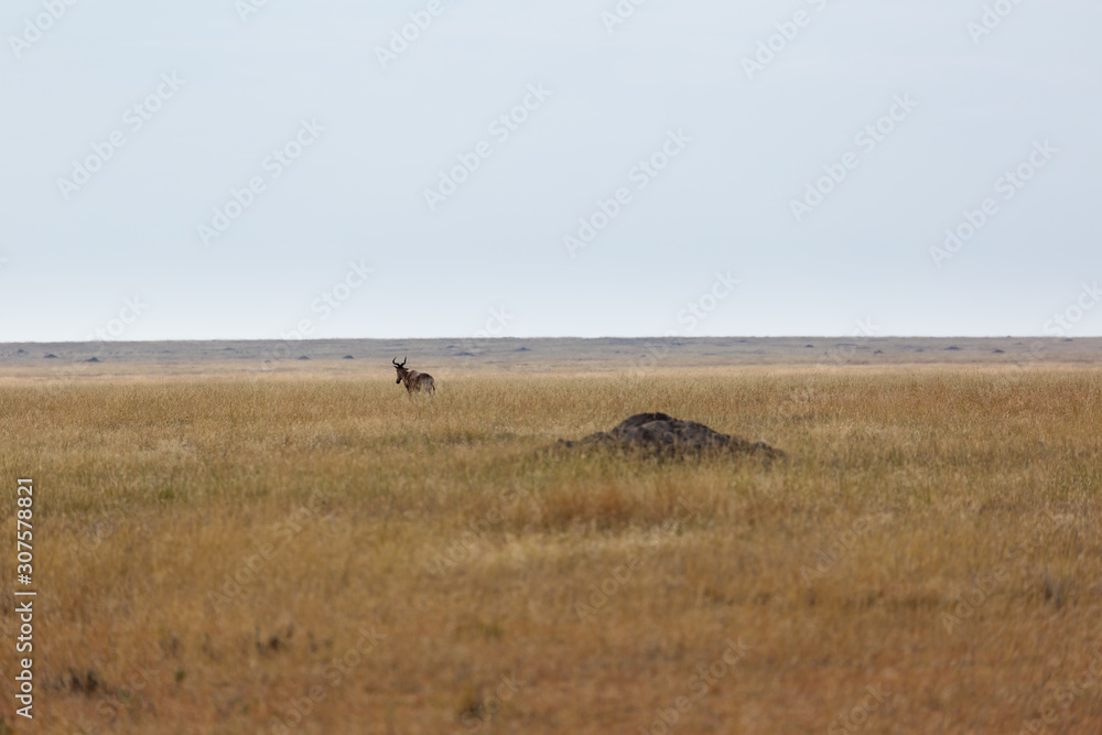 Zebra (Equus quagga) Zebra (Equus quagga)