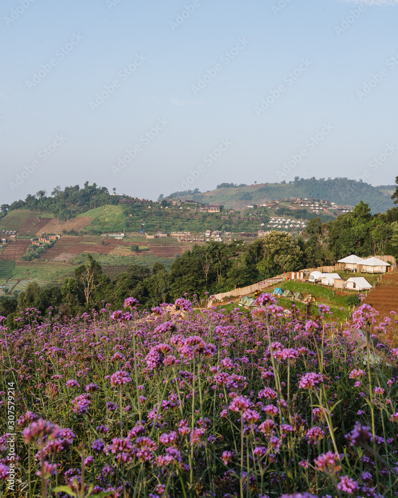 mountain village with pink flowers garden