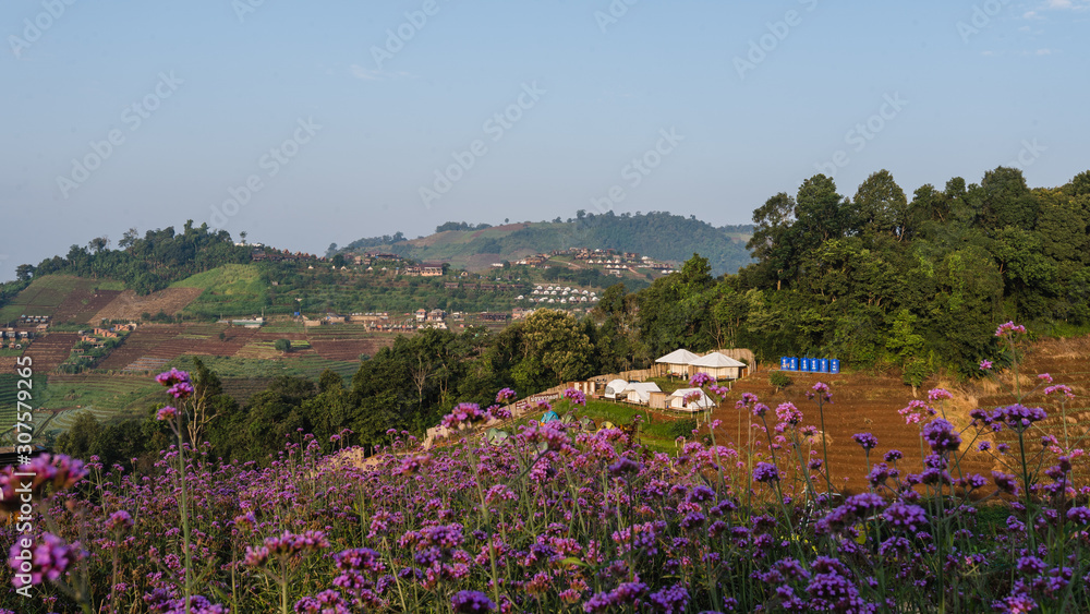 Obraz premium mountain village with pink flowers garden