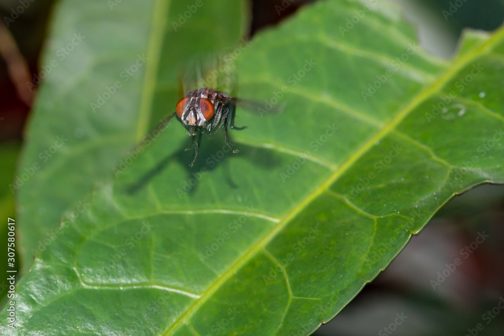 Macro detailed view of one housefly in motion landing on a leaf Macro detailed view of one housefly in motion landing on a leaf