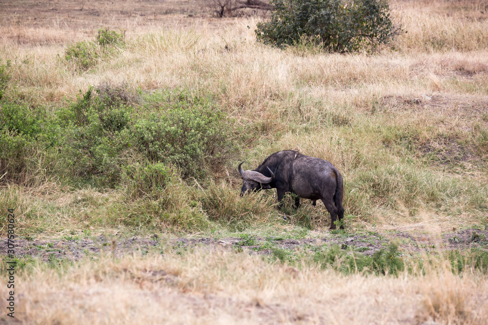 Fototapeta premium Kaffernbüffel