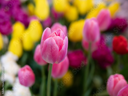 Tulip flower with green leaf background in tulip field at winter