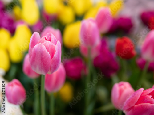 Tulip flower with green leaf background in tulip field at winter