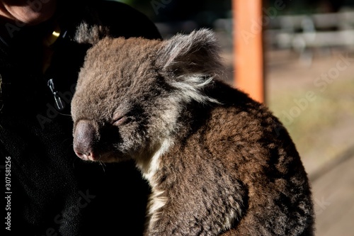 Brown baby koala sleeping on the chest of a smiling human with a blurry background photo