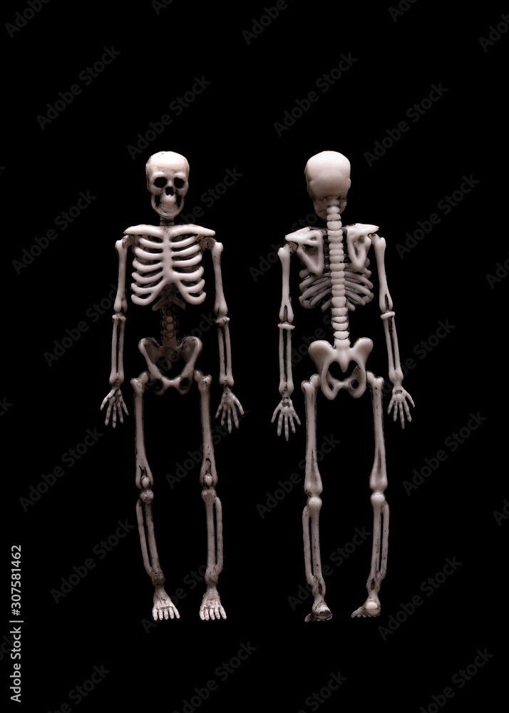 Human skeleton isolate on a black background. Model of the human skeleton in front and from the back. Human skeleton isolate on a black background. Model of the human skeleton in front and from the back.