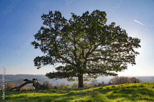 Dekoracja na wymiar  lone-young-oak-tree-set-against-a-bright-blue-sky-and-illuminated-by-the-sun-from-behind