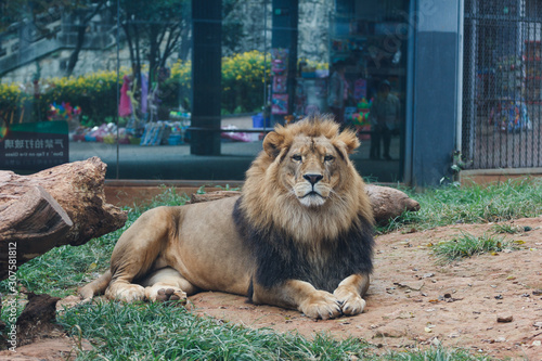 Fototapeta Naklejka Na Ścianę i Meble -  Male lion rests in his enclosure in zoo
