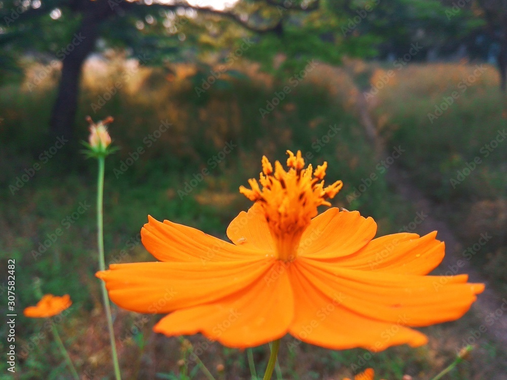 orange flower in the garden