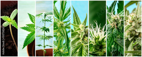 Cannabis collage. Many photos of various stages of growing marijuana plants at home, in chronological order