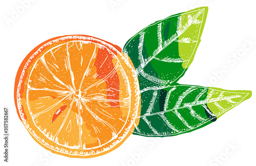 Vector orange, a hand-drawn illustration on a white background, a citrus fruit with green leaves icon