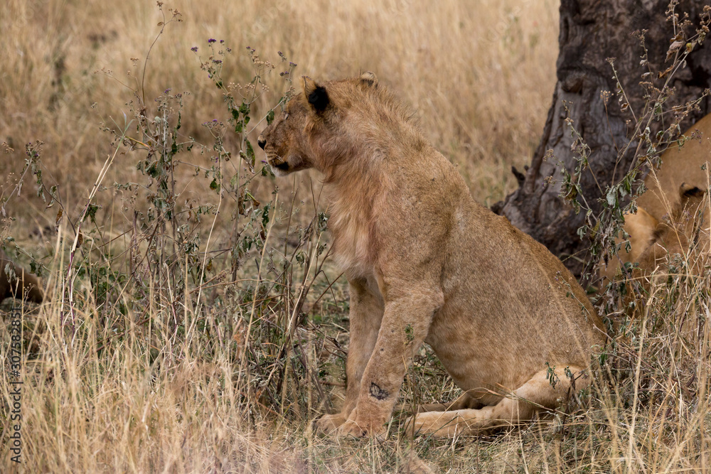 Löwe (Panthera leo)