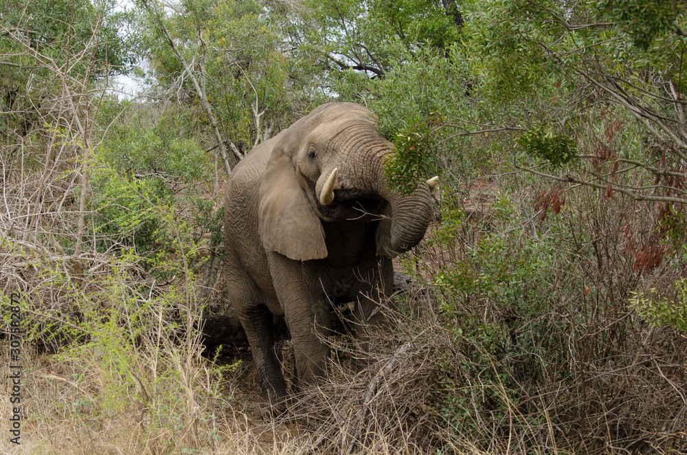 Obraz premium Eléphant d'Afrique, Loxodonta africana, Parc national Kruger, Afrique du Sud