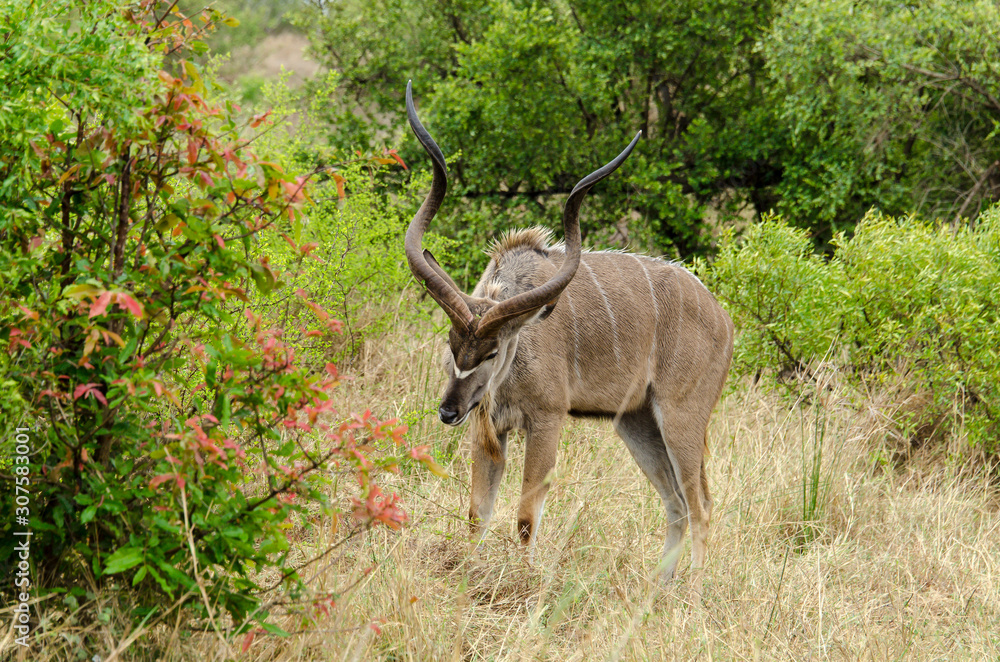 Grand koudou, Tragelaphus strepsiceros, mâle, Parc national du Kalahari, Afrique du Sud Grand koudou, Tragelaphus strepsiceros, mâle, Parc national du Kalahari, Afrique du Sud
