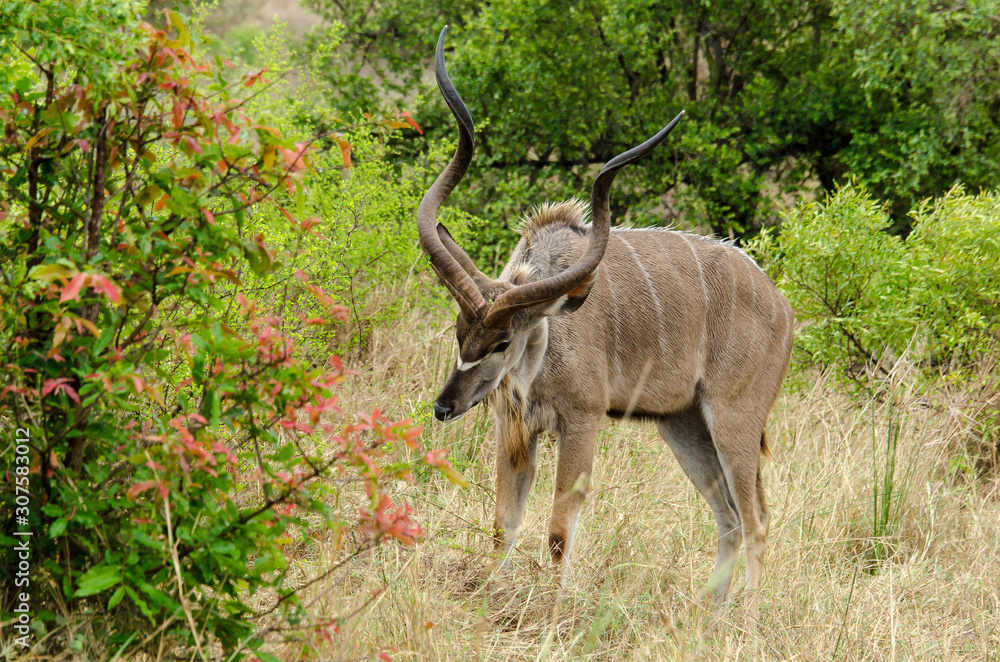Grand koudou, Tragelaphus strepsiceros, mâle, Parc national du Kalahari, Afrique du Sud Grand koudou, Tragelaphus strepsiceros, mâle, Parc national du Kalahari, Afrique du Sud