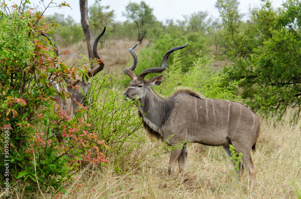 Naklejka premium Grand koudou, Tragelaphus strepsiceros, mâle, Parc national du Kalahari, Afrique du Sud